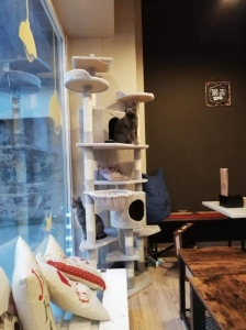 Cat Cafè Gatto in Tazza